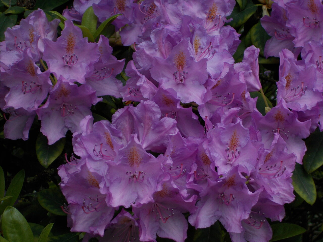 DSCN1290.JPG