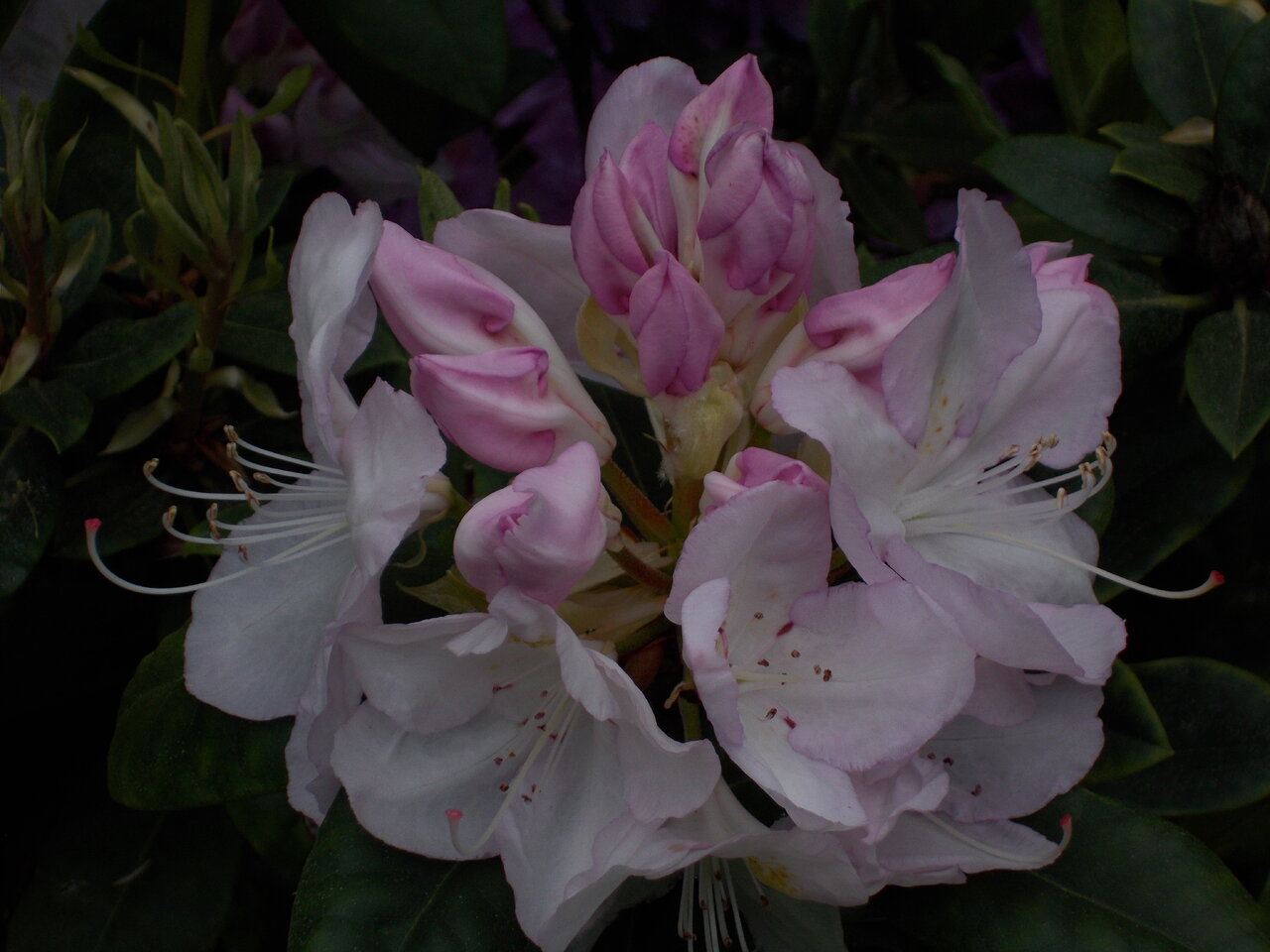 DSCN1292.JPG