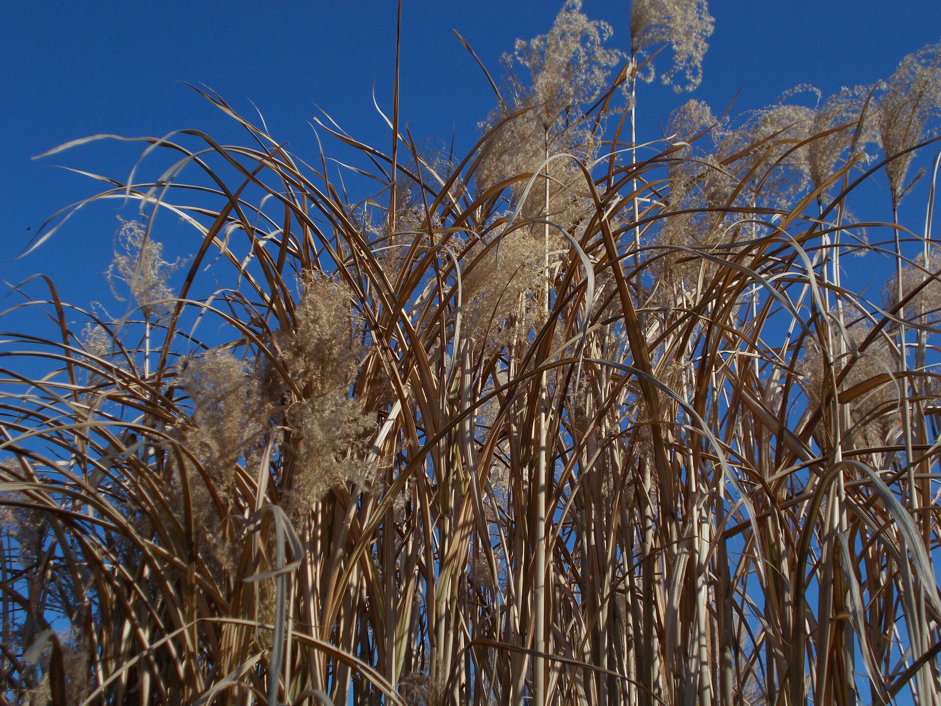 DSCN2118.JPG