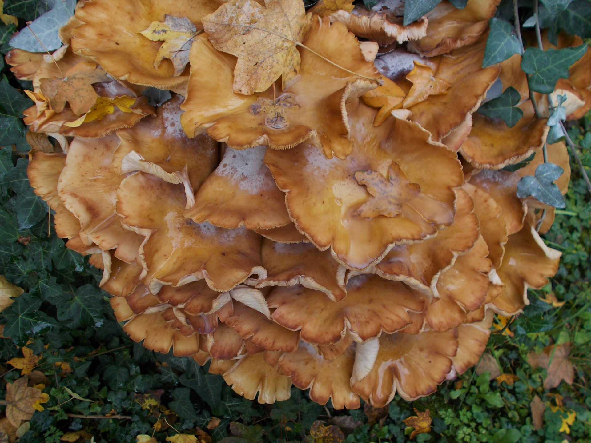 DSCN2364.JPG