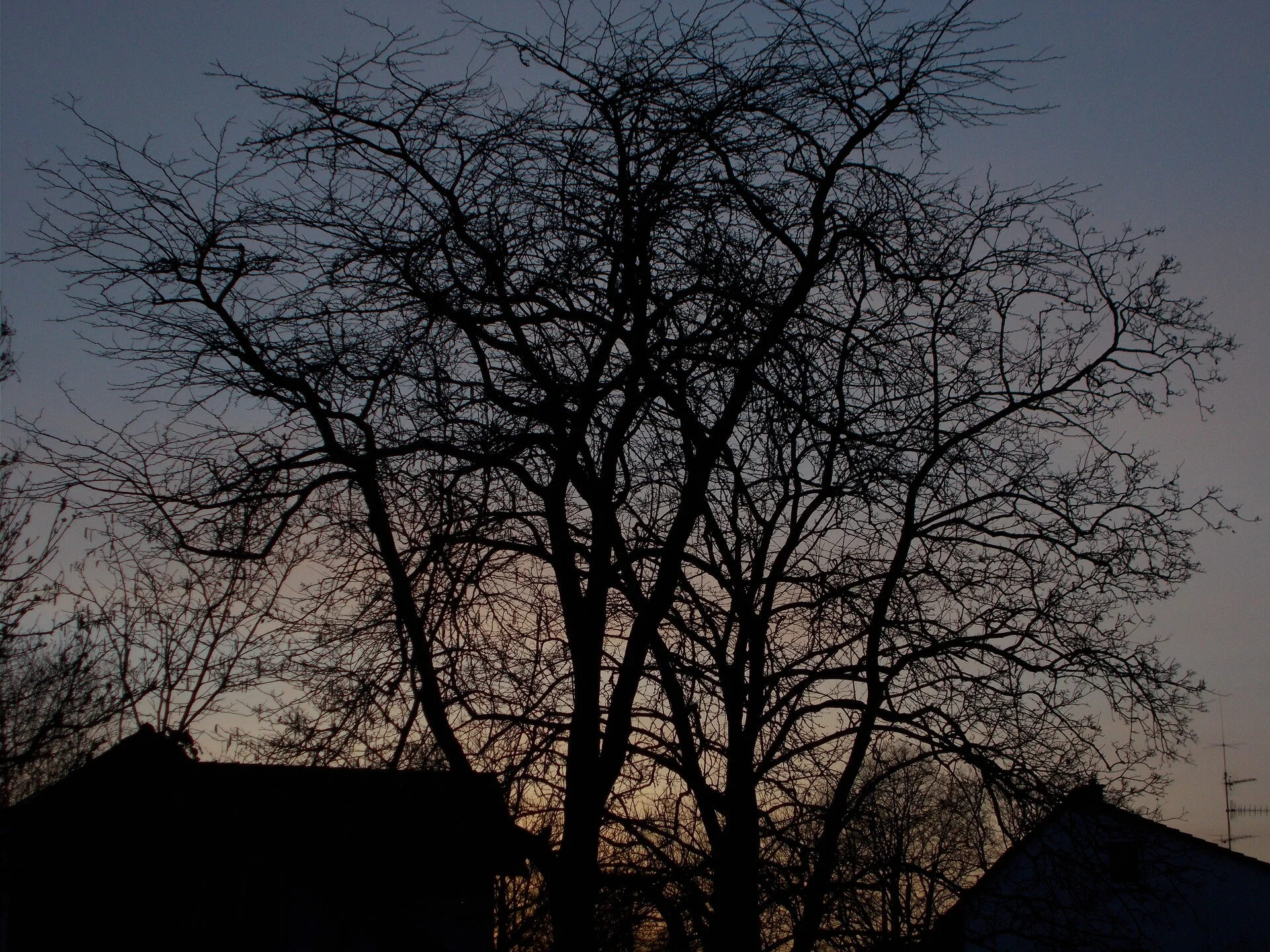 DSCN2599.webp