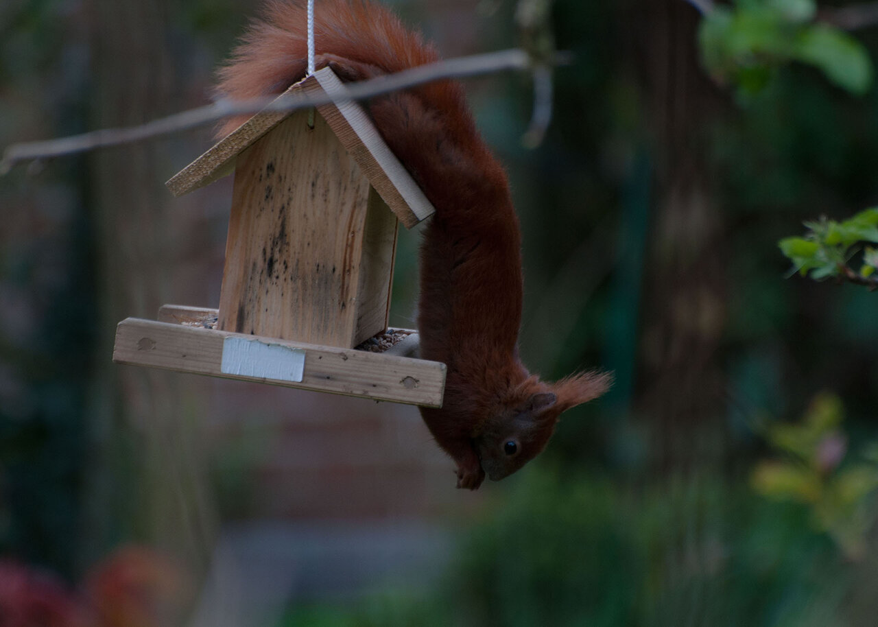 Eichhörnchen komp.jpg