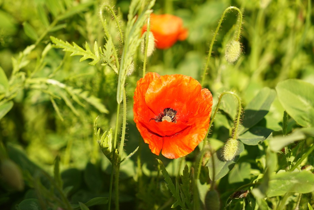 EinMohn_MB_skaliert.JPG