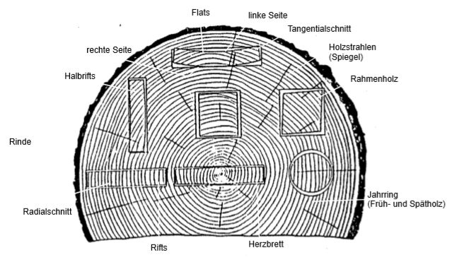 Einschnittarten Holzstamm.jpeg