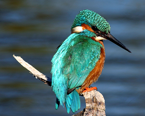 eisvogel.png