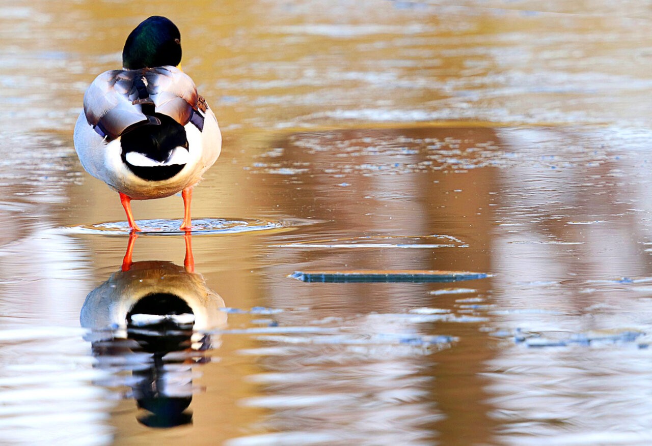 ente-spiegelnd.jpg