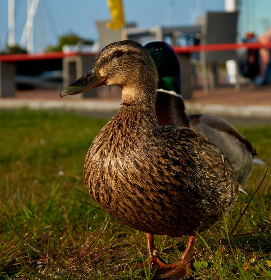 Ente_mit_scheuem_Erpel.jpg