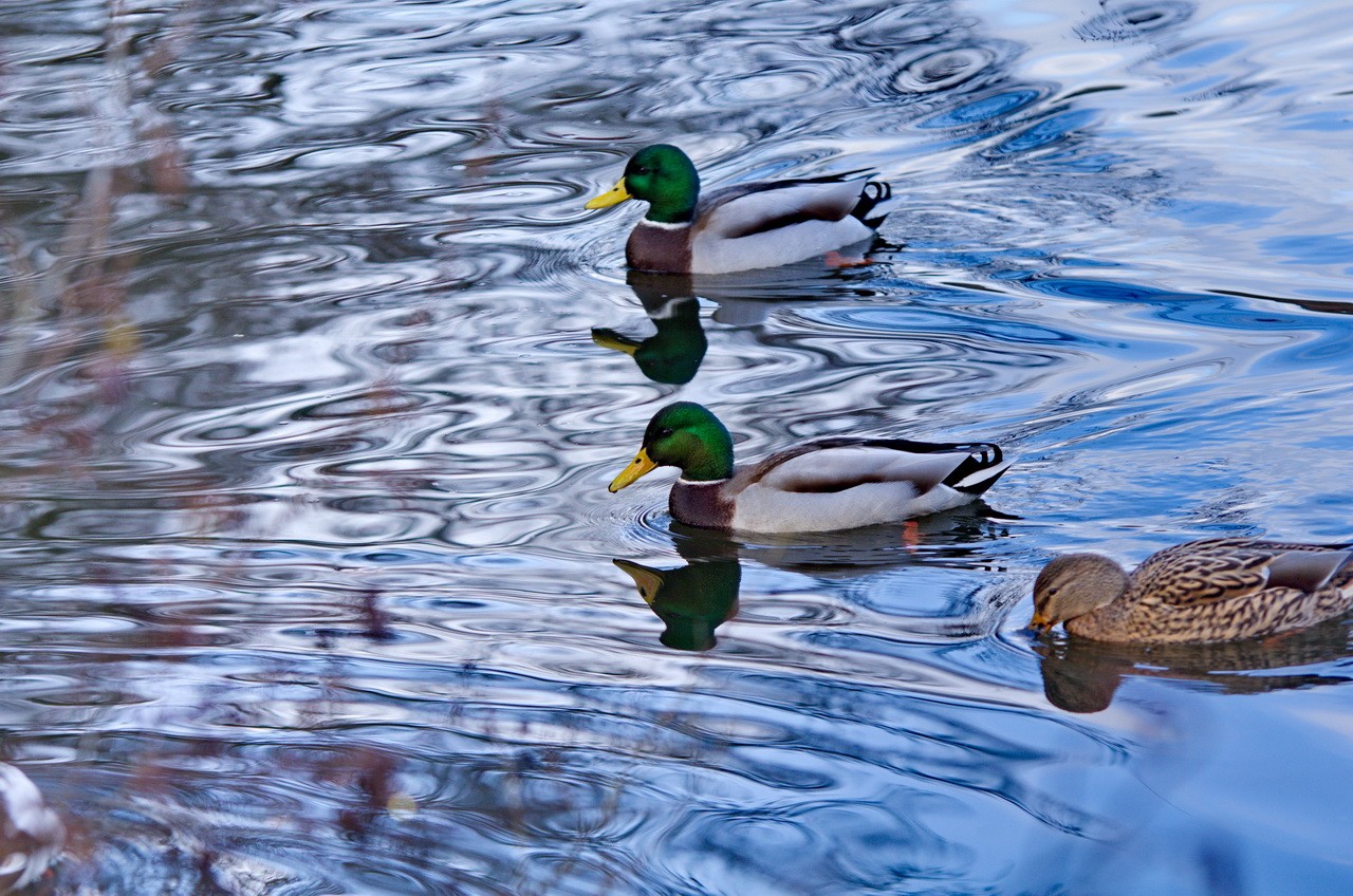 Enten-1280.jpg