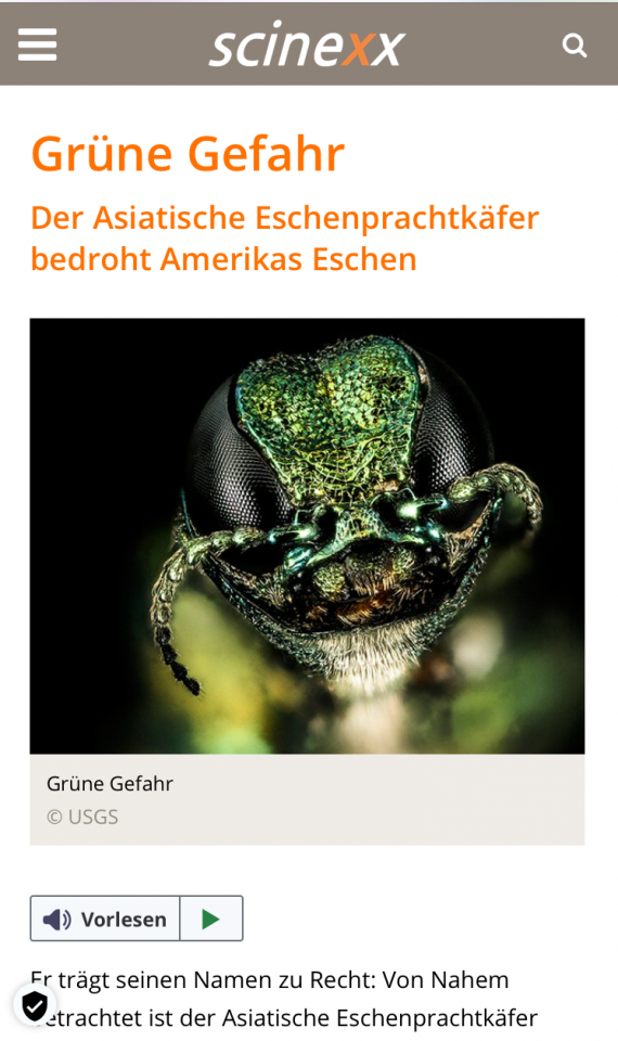 Eschenprachtkäfer.png