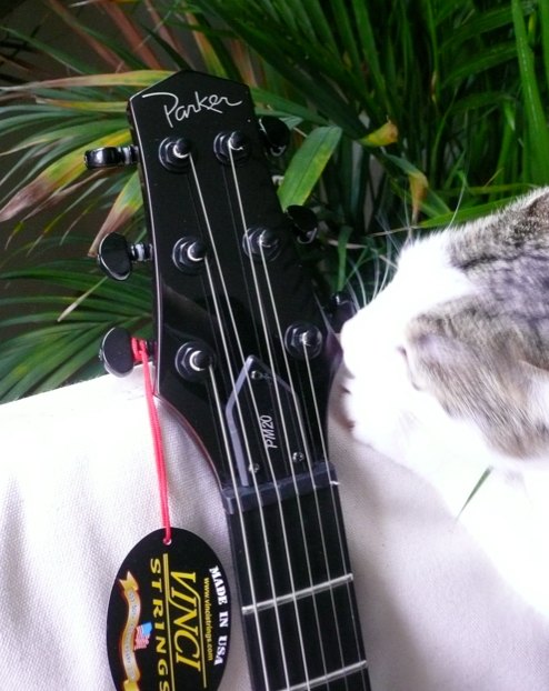 144296d1269017760-parker-gitarren-user-thread-parkerpm20g_headstock.jpg