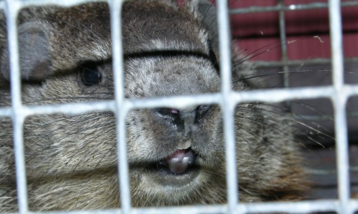 124978d1264171220-bass-versenden-groundhog_trap.jpg