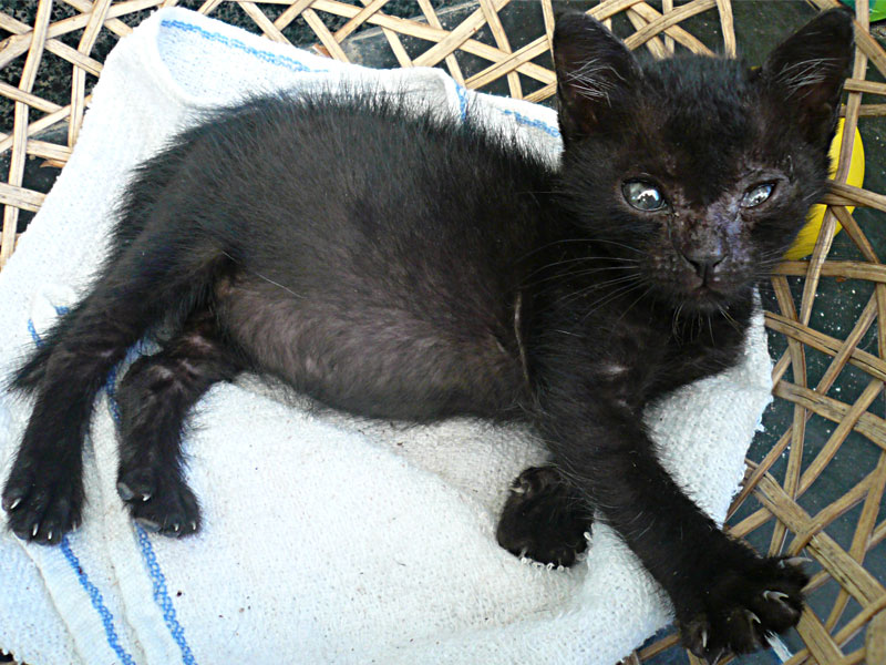 159843d1282701854-zeigt-doch-mal-bilder-euren-haustieren-katze.jpg