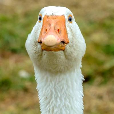 291836d1375098903-fotografie-thread-gans_400x400.jpg