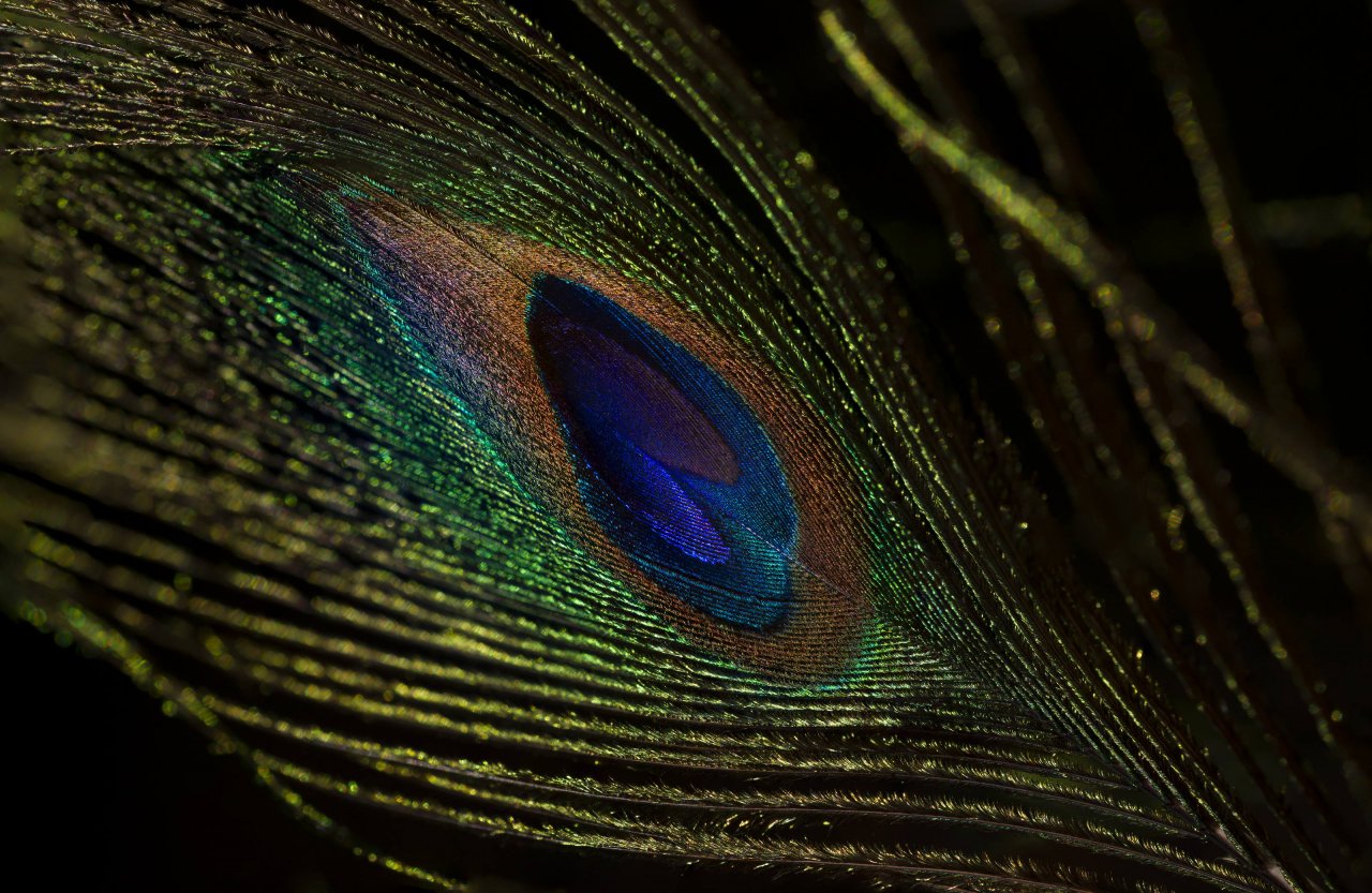 feather_done_xs.jpg