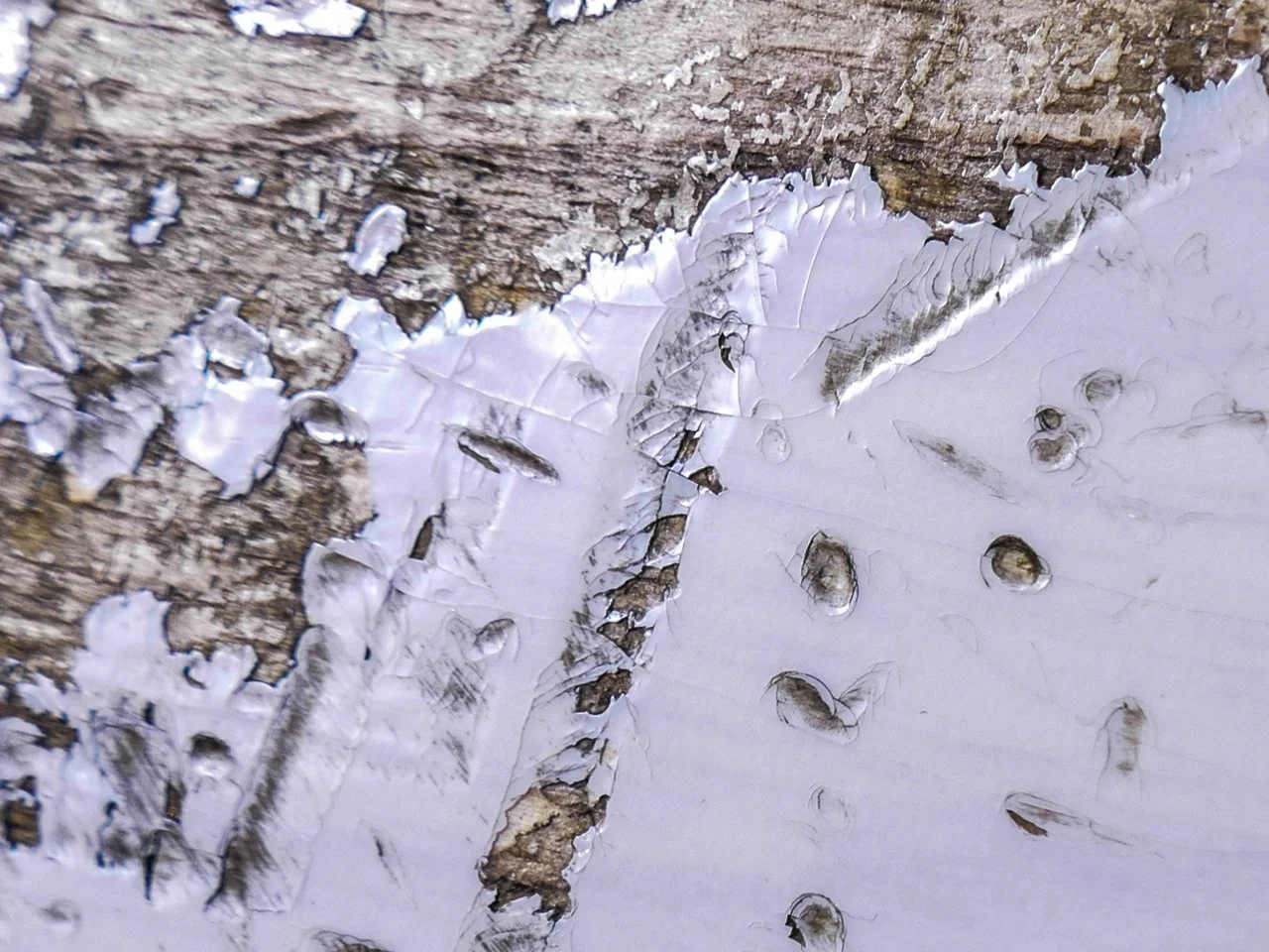 Fender CS '56 Strat (16 von 17).webp