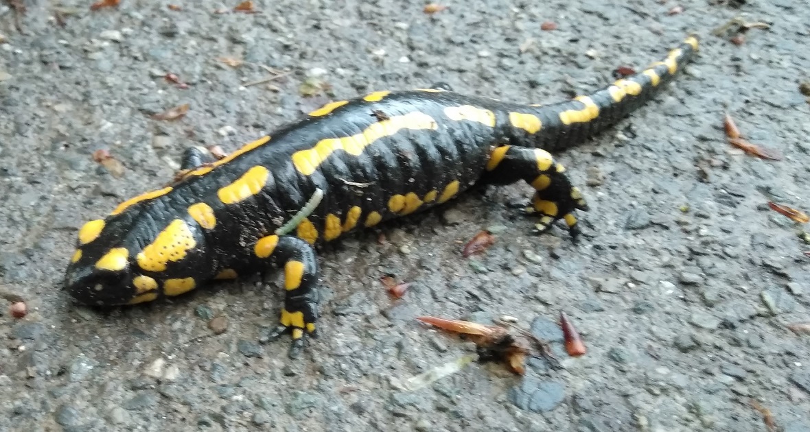 Feuersalamander.jpg