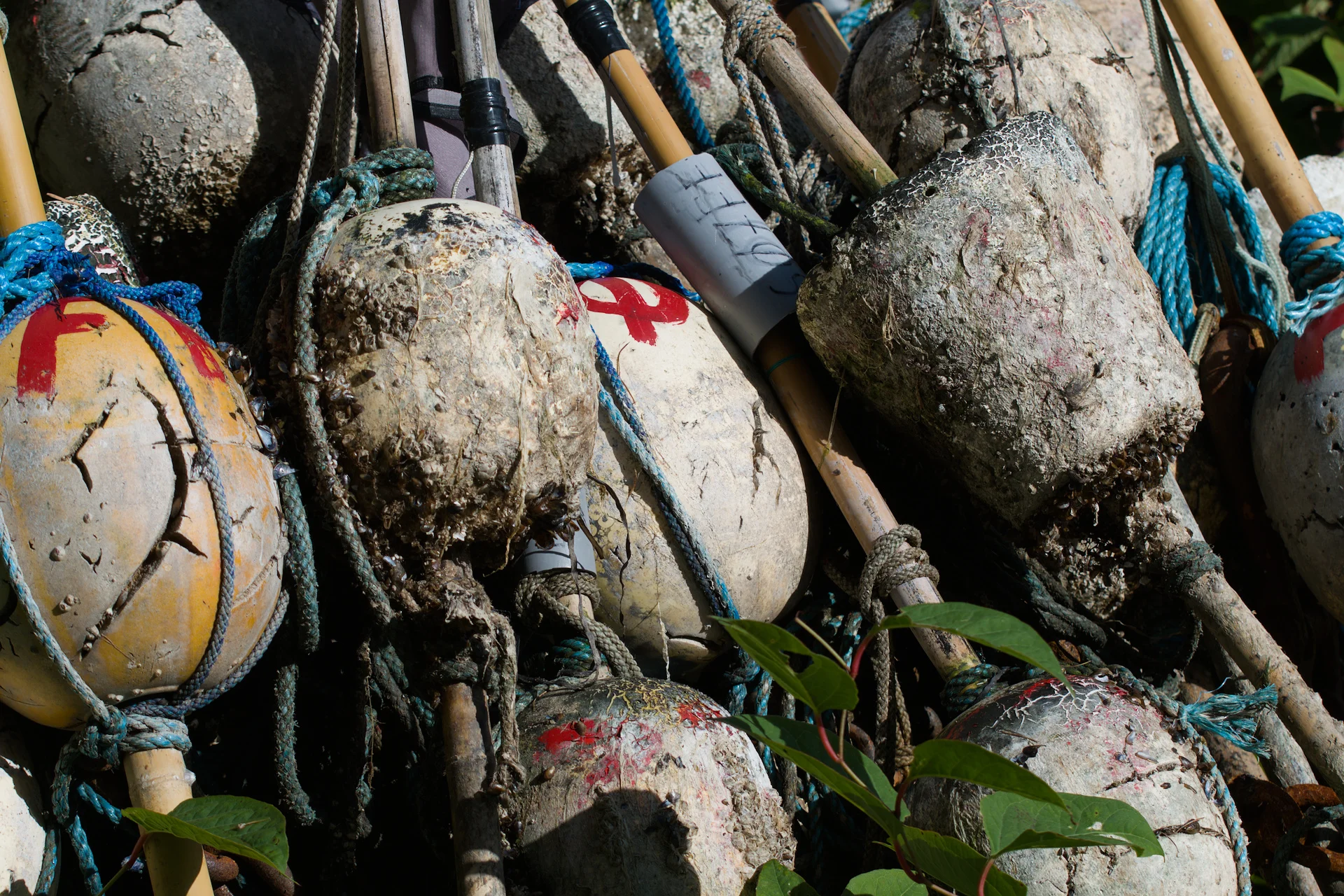 Fischerfahnen.webp