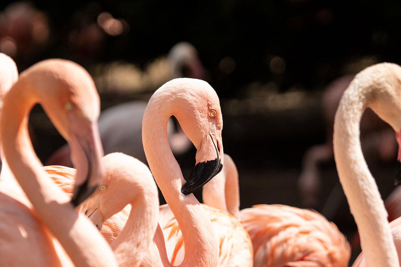 flamingo.jpg