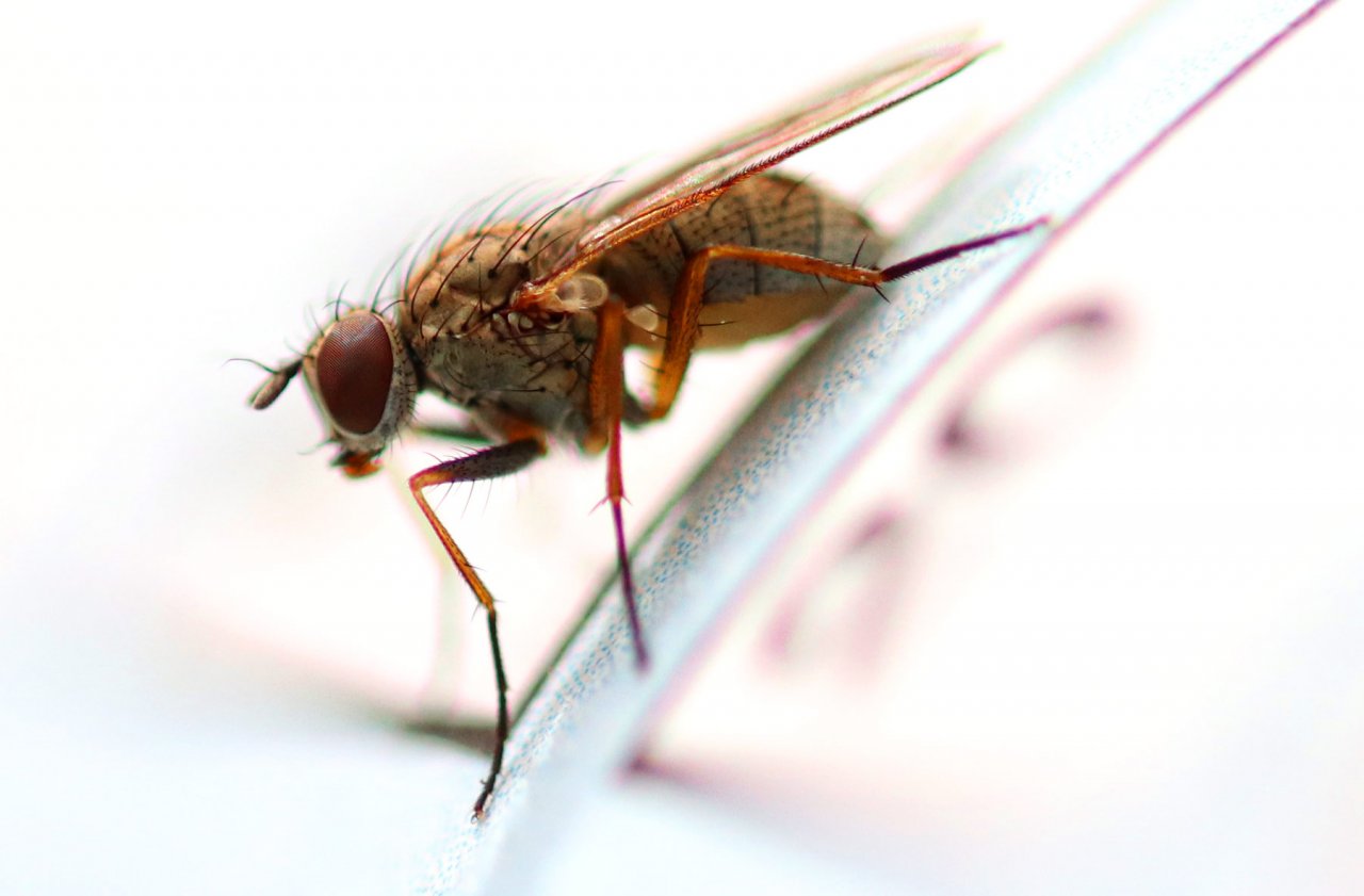 fliege-maai.jpg