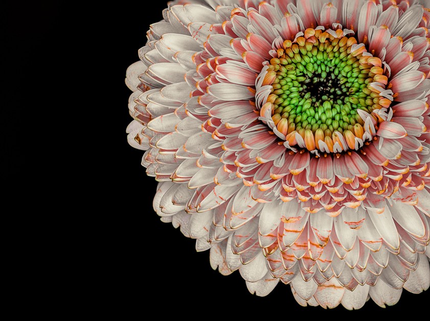 flower2fb.jpg