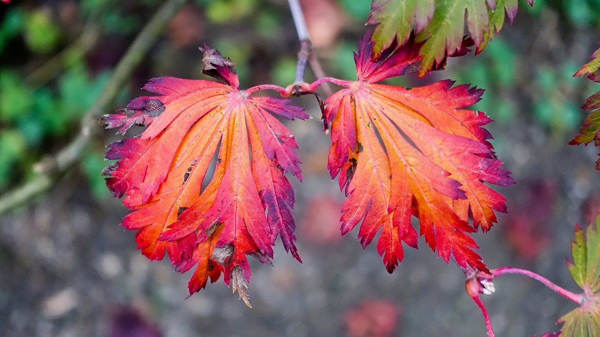 Forstbotanik-Herbst-2020-35.jpg