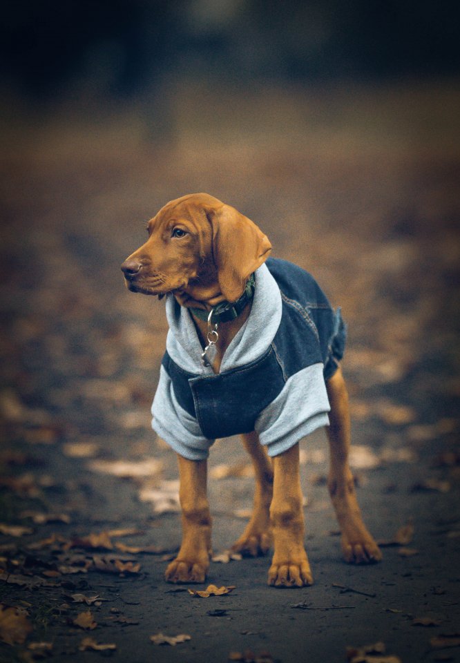 FranzwithHoddie-4.jpg