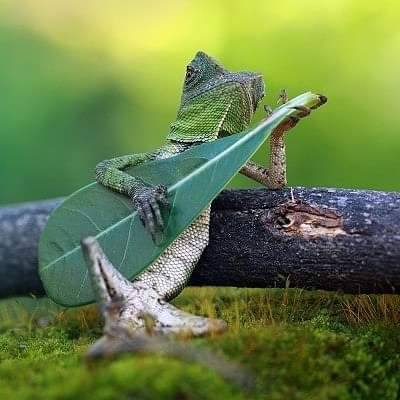 frog_Player.jpg