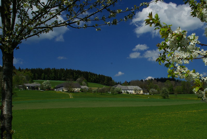 Frühling3.JPG