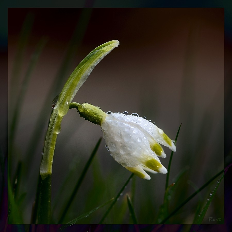 Frühling_01.jpg
