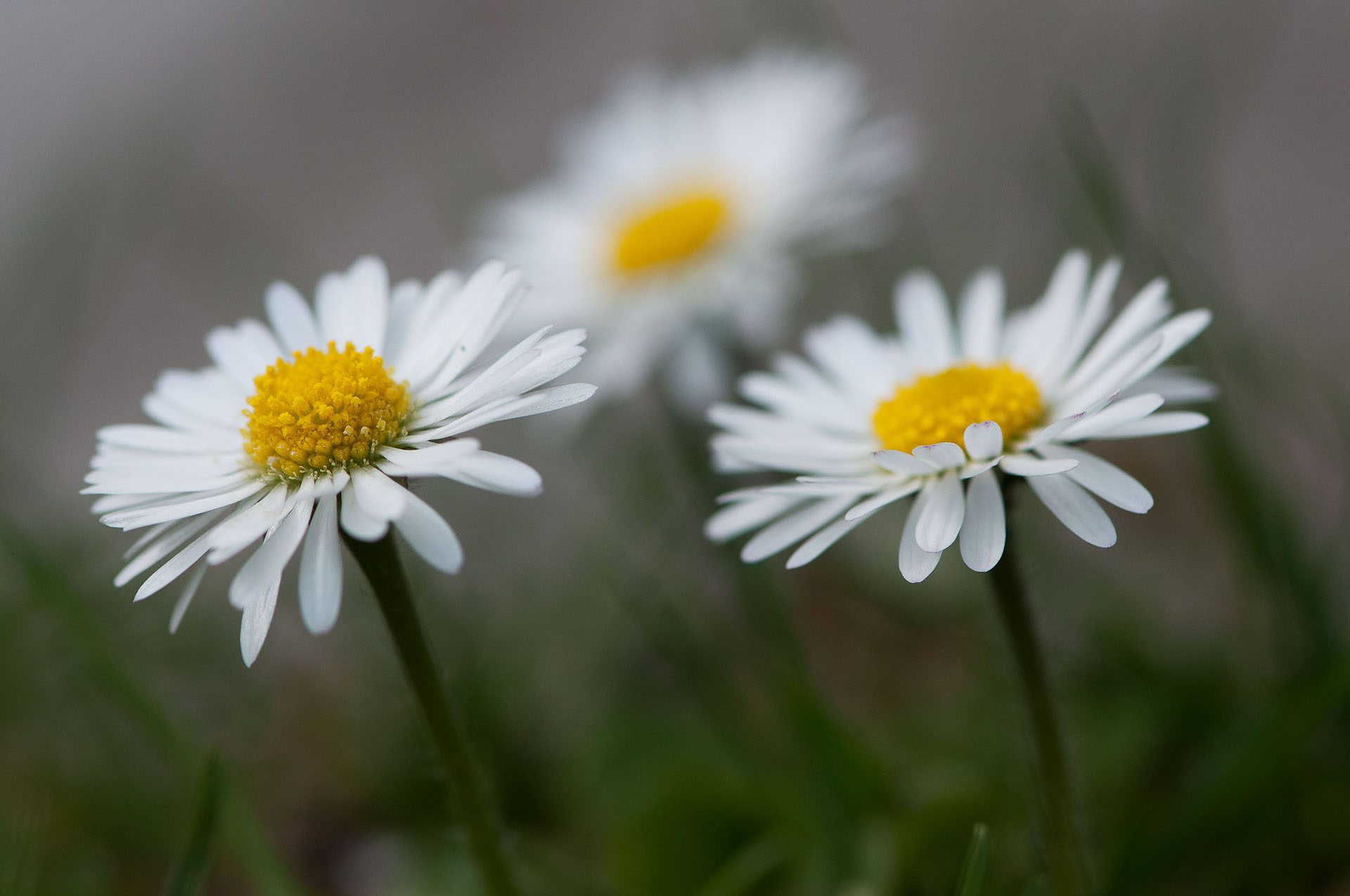 Gänseblümchen komp.jpg
