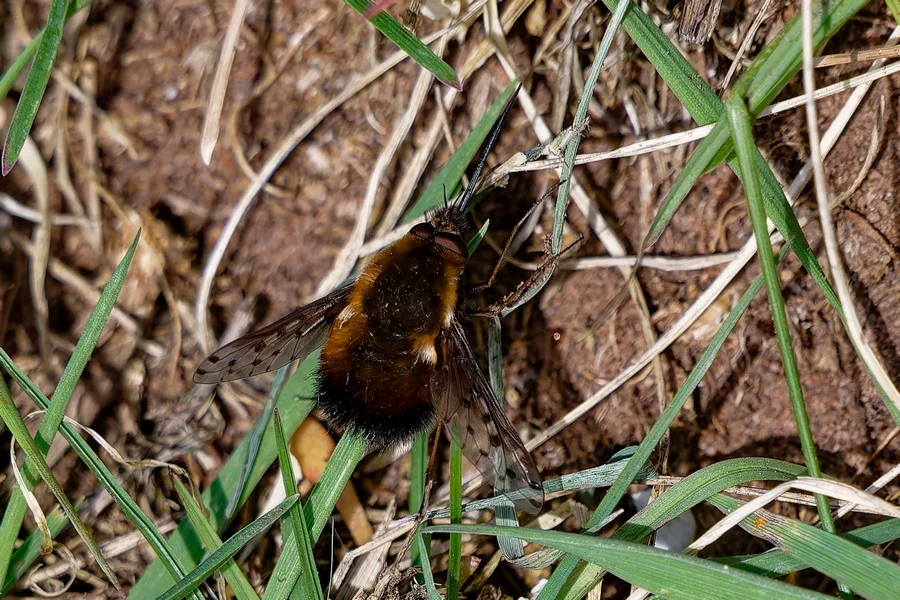 gefleckter wollschweber 1.webp
