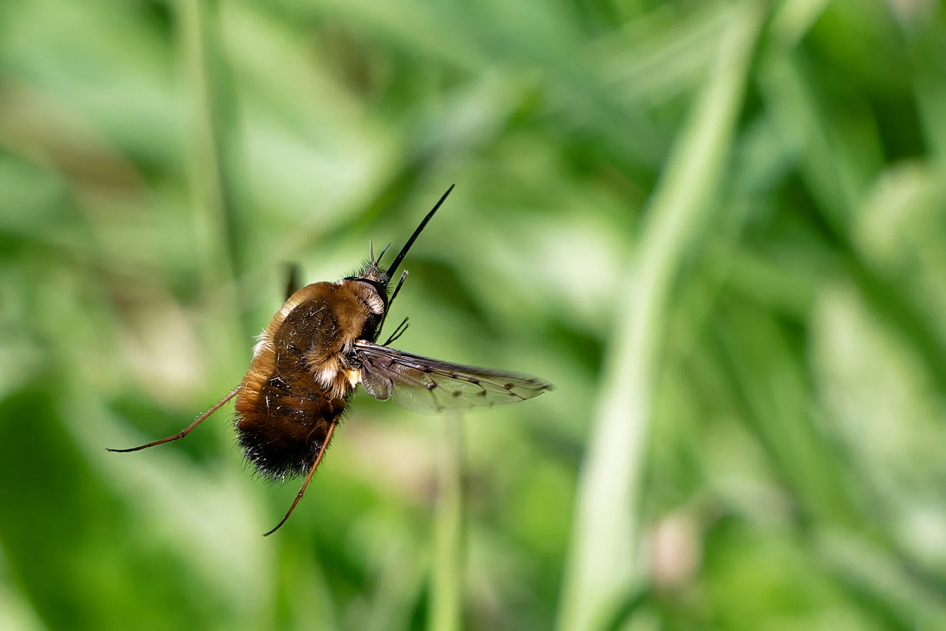 gefleckter wollschweber 2.webp