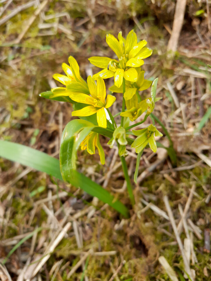 Gelbstern_20230406_112437.JPG