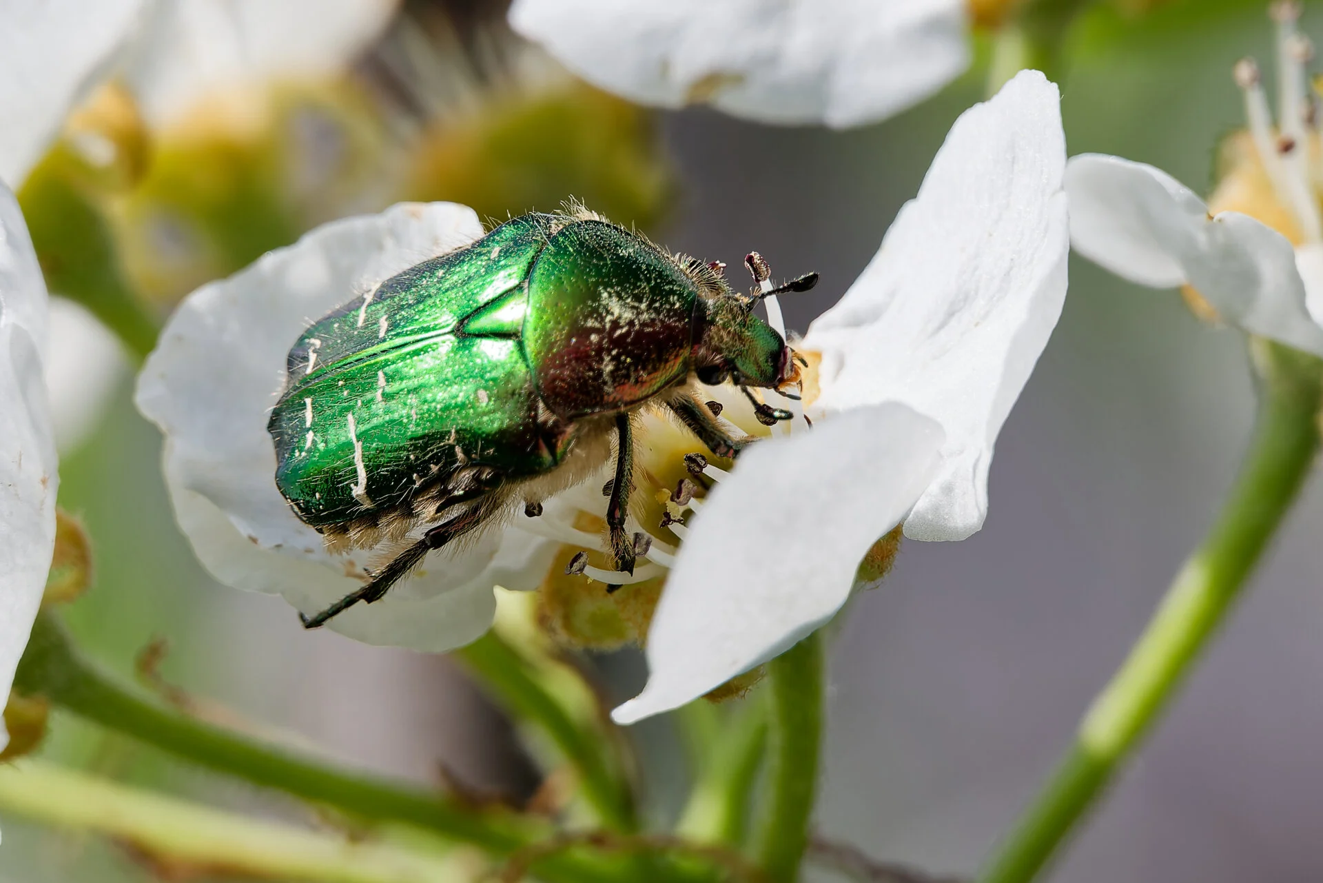 Goldglänzender Rosenkäfer 1 (Cetonia aurata).jpg