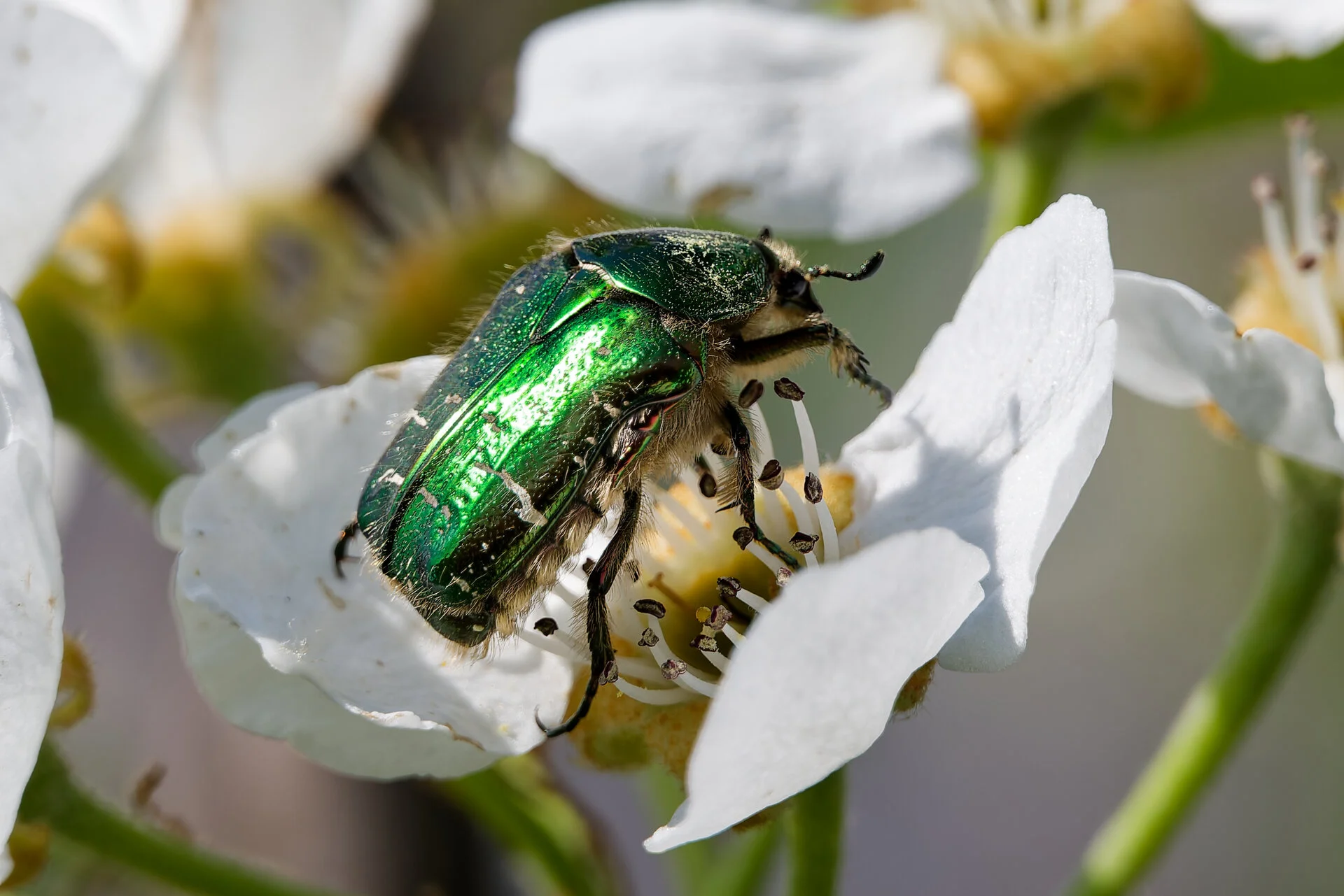 Goldglänzender Rosenkäfer 2 (Cetonia aurata).jpg