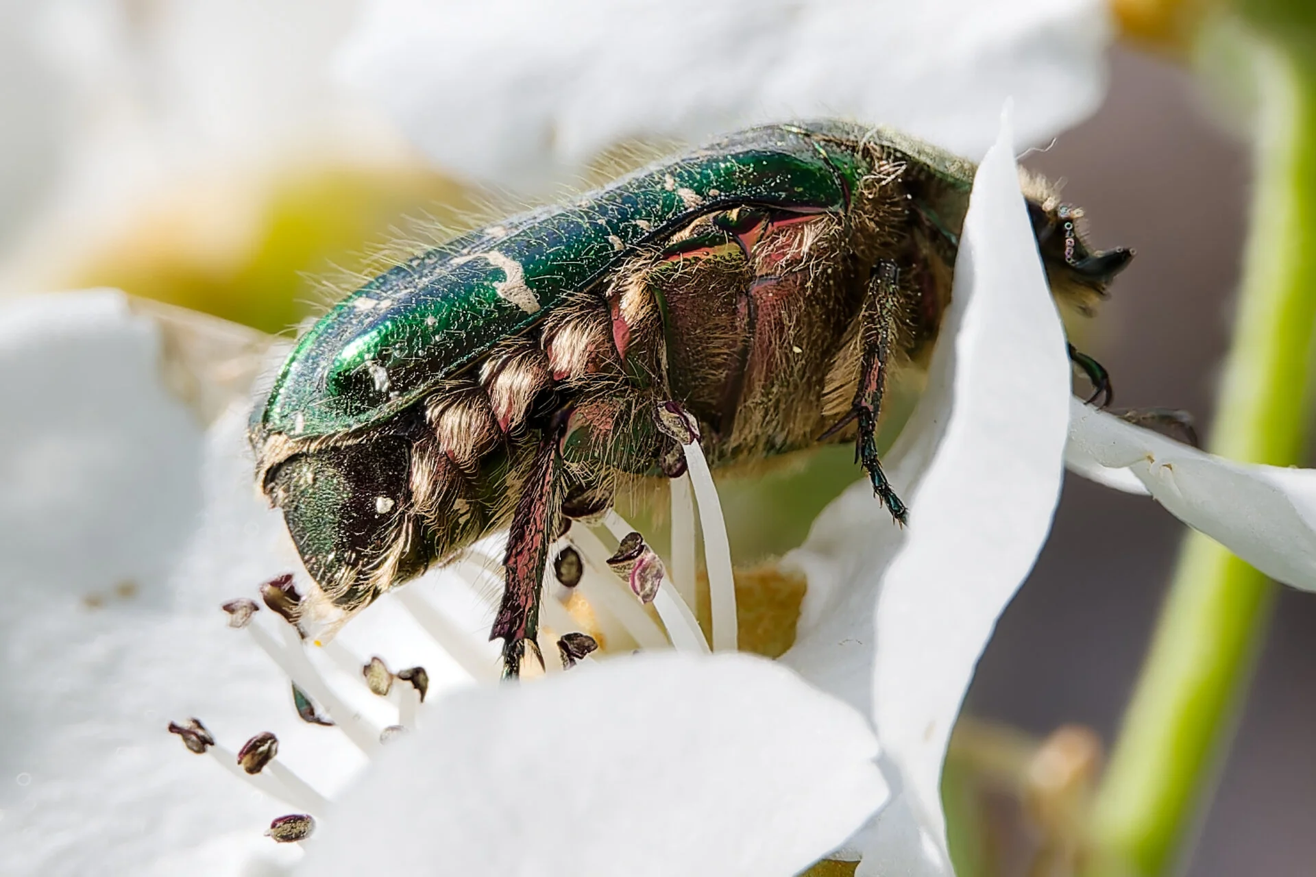 Goldglänzender Rosenkäfer 3 (Cetonia aurata).jpg