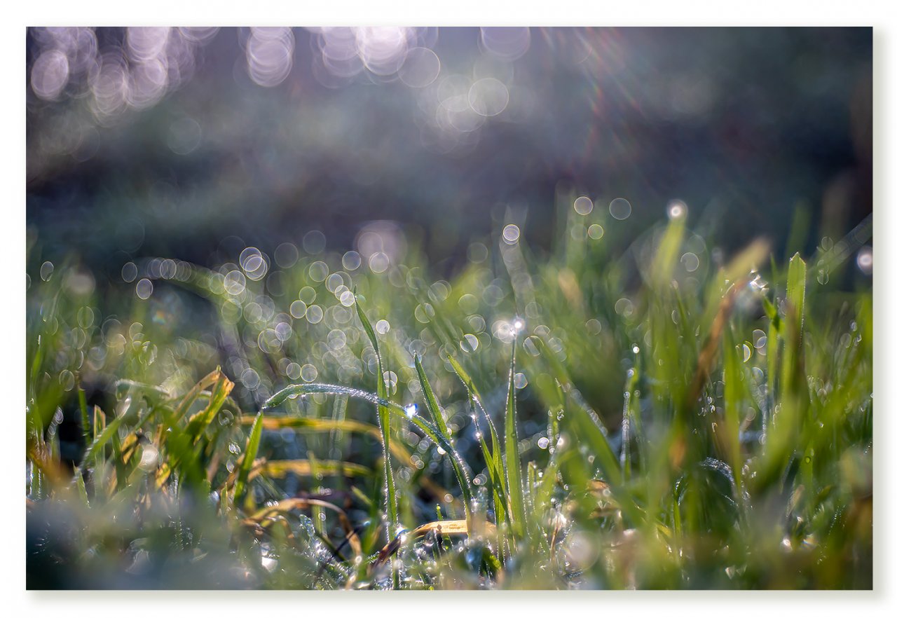 grass-bubbles-1400px.jpg