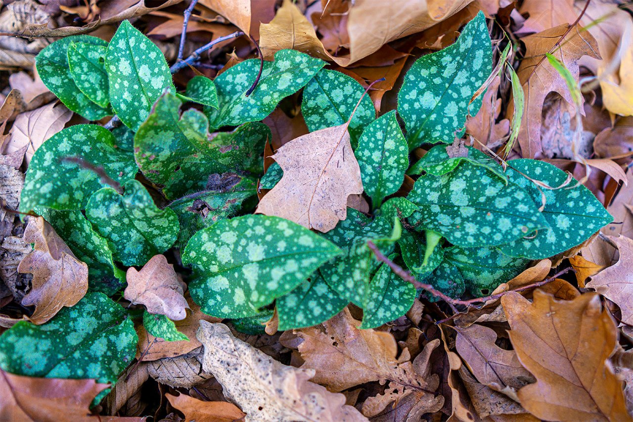 green-and-brown.jpg