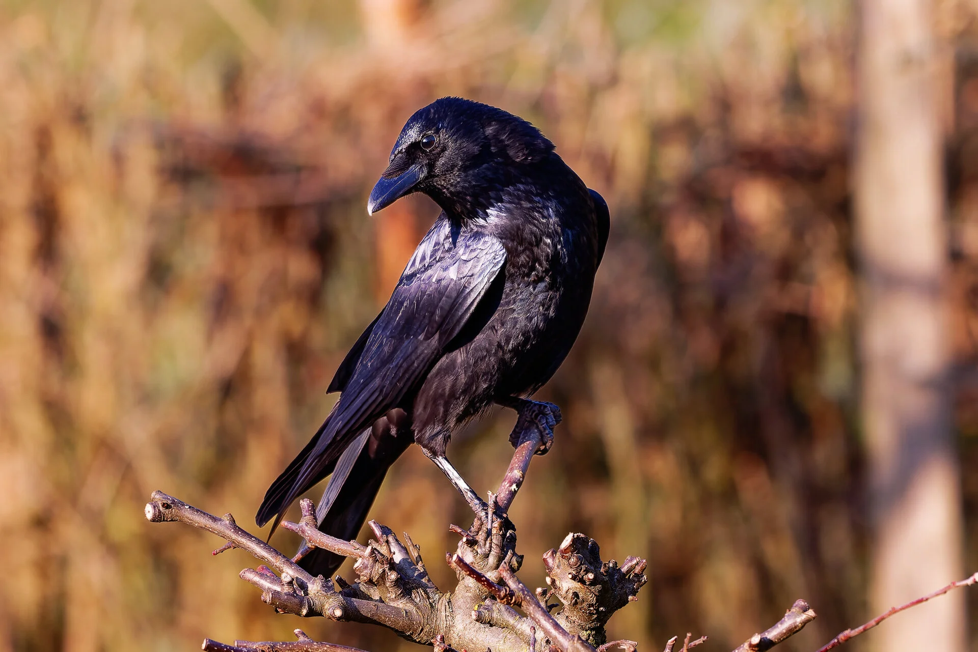 GZ8_9380-1.webp