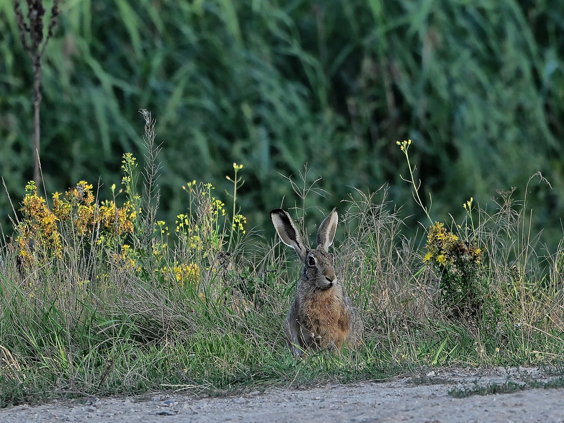 hase.jpg