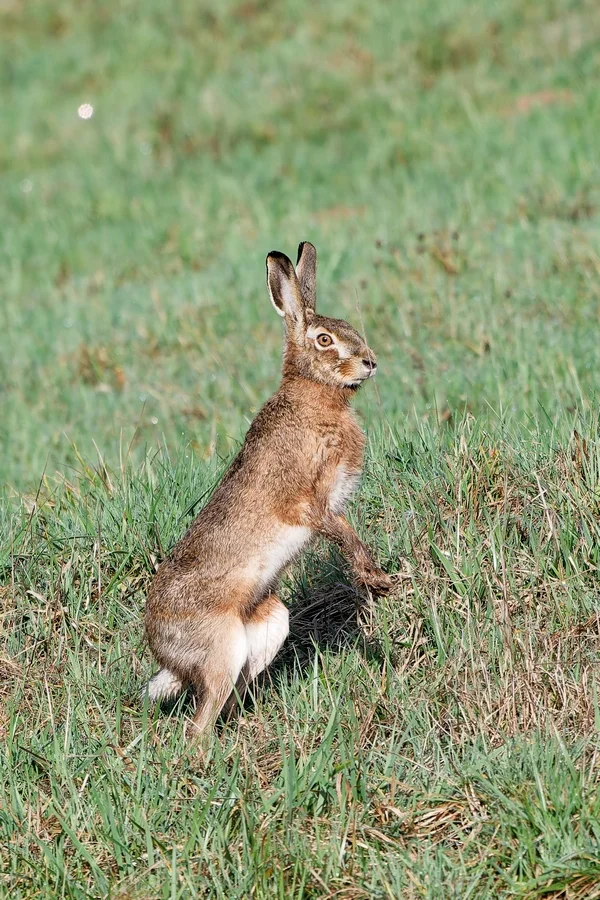 hase2.webp