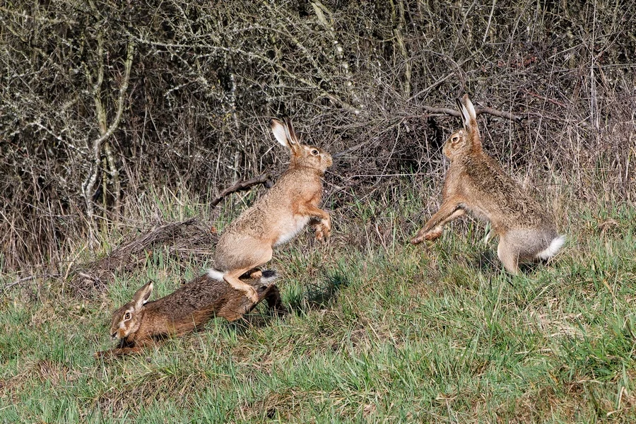hase3.webp