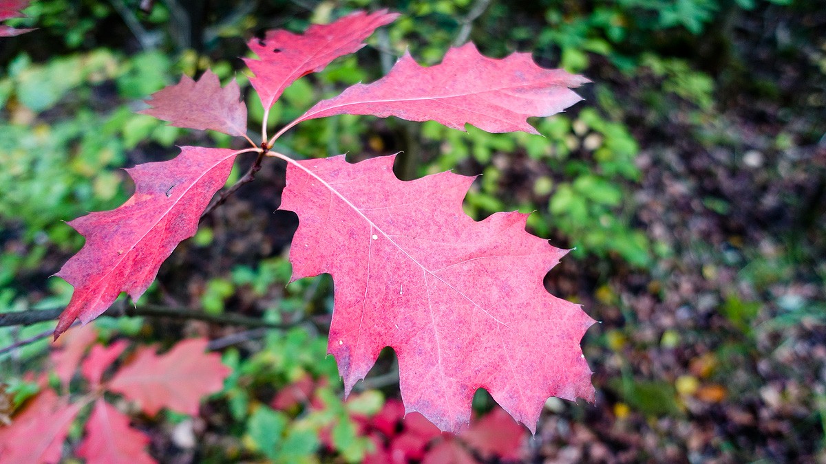 Herbst-2020-26.jpg