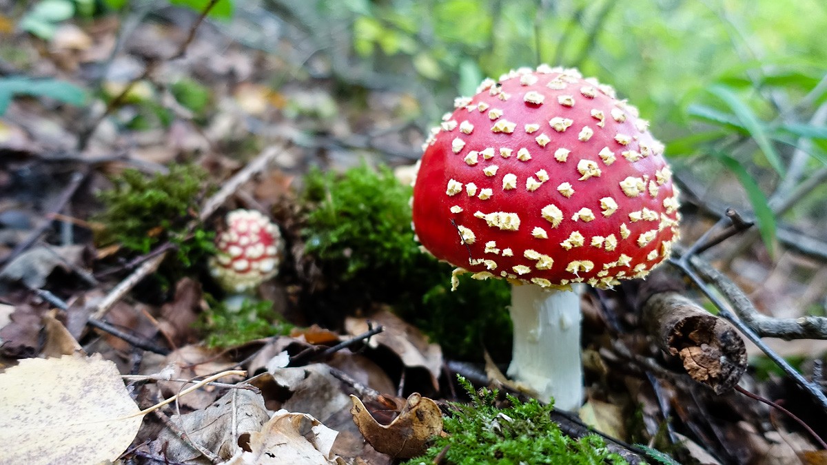 Herbst-2020-53.jpg