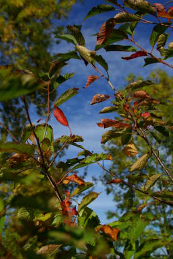 Herbst.JPG