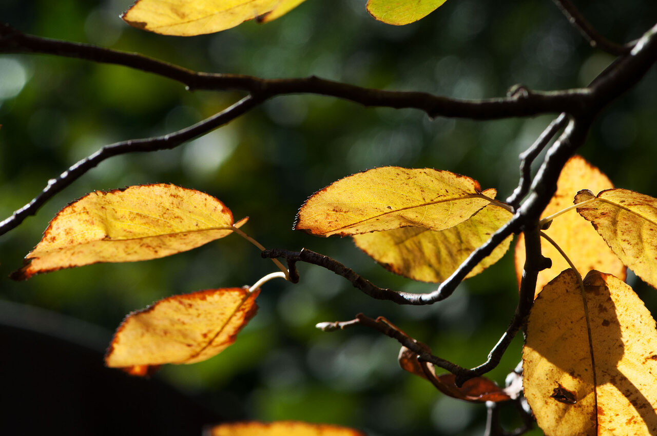 Herbstfarben komb.jpg