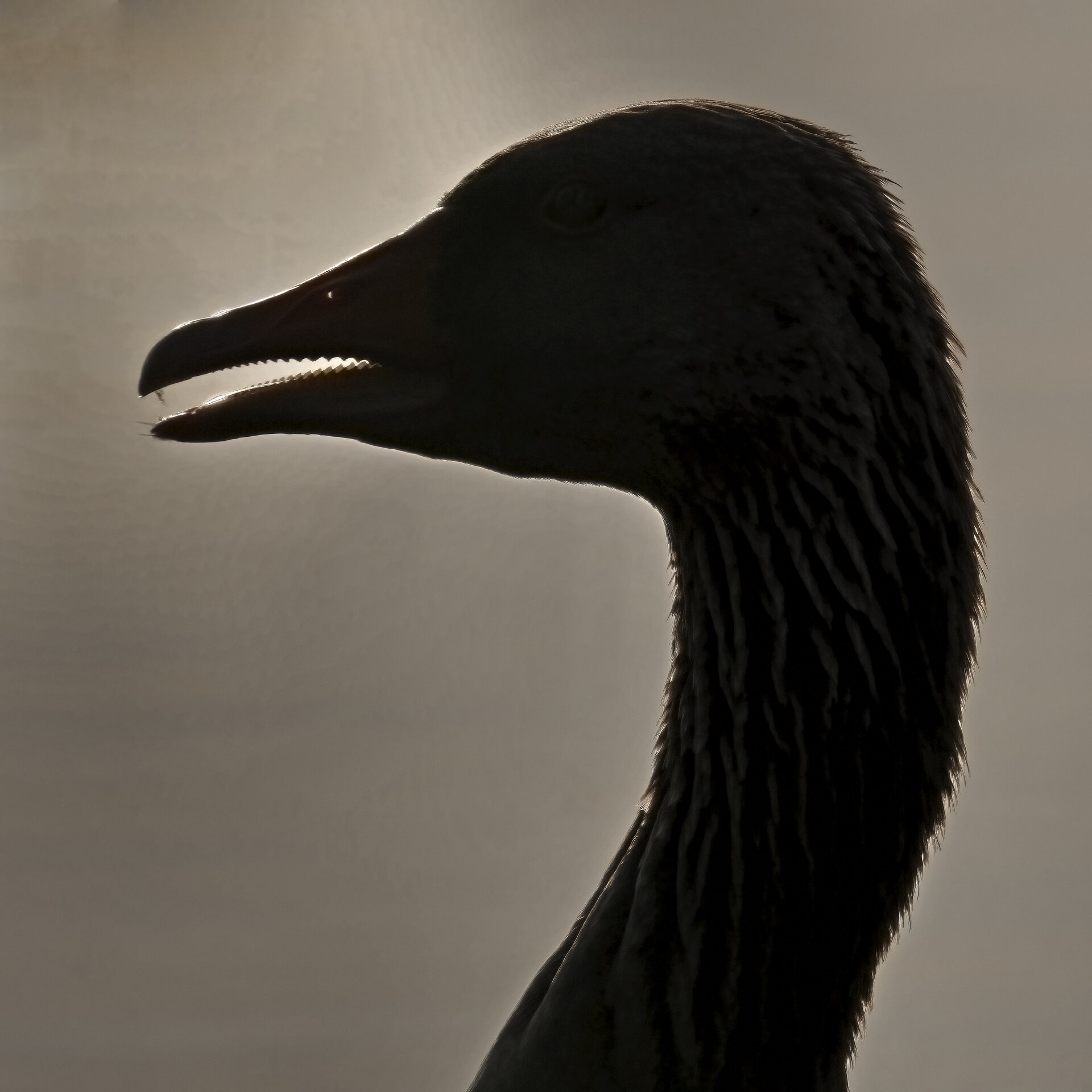 HK203312Q-De-R.jpg