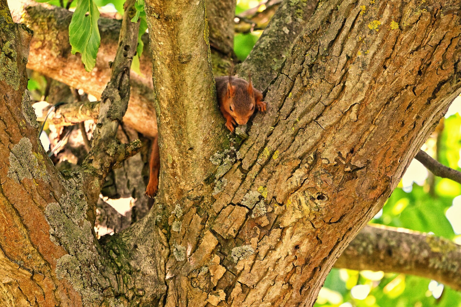 hörnchen 1.JPG