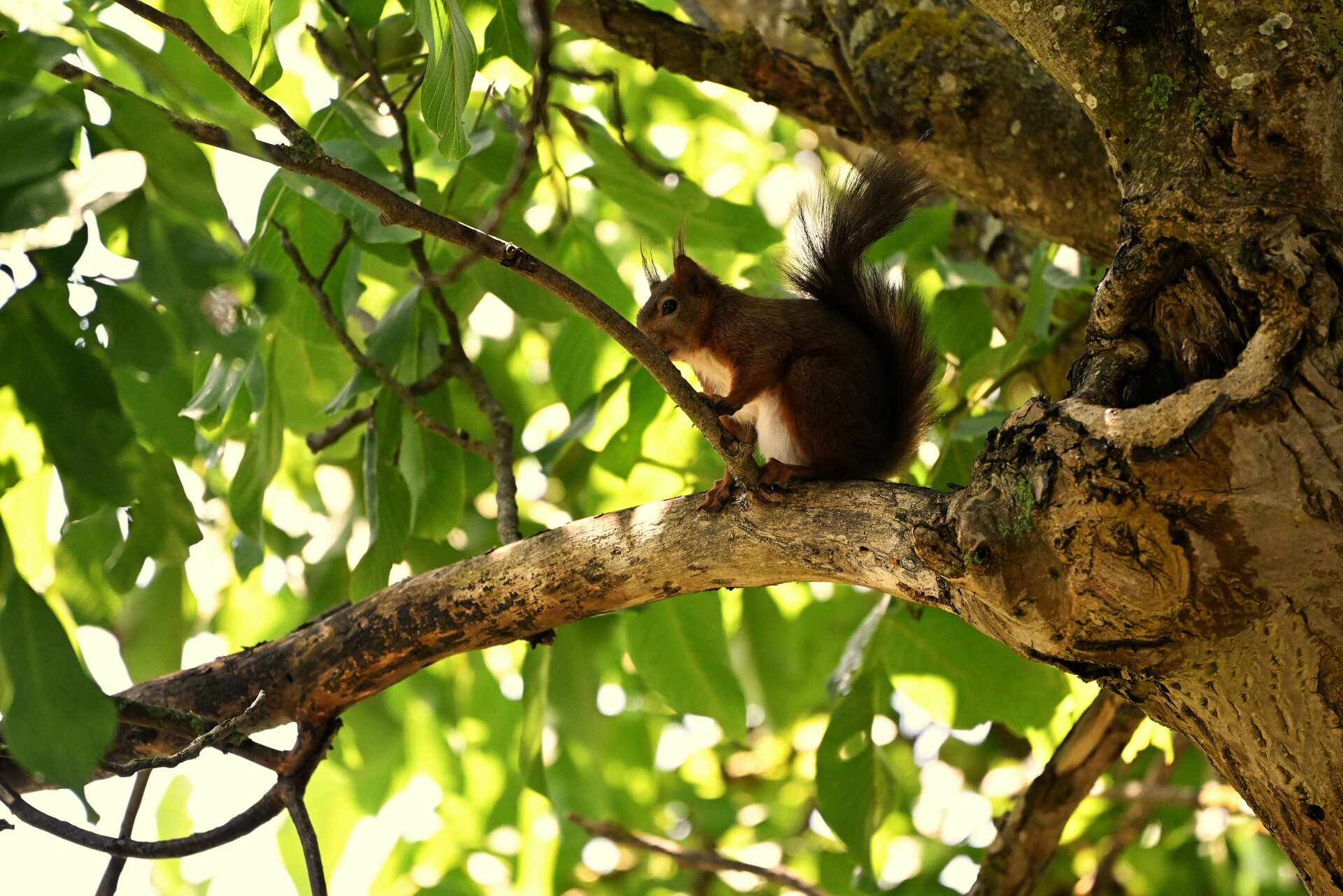 hörnchen 2.JPG