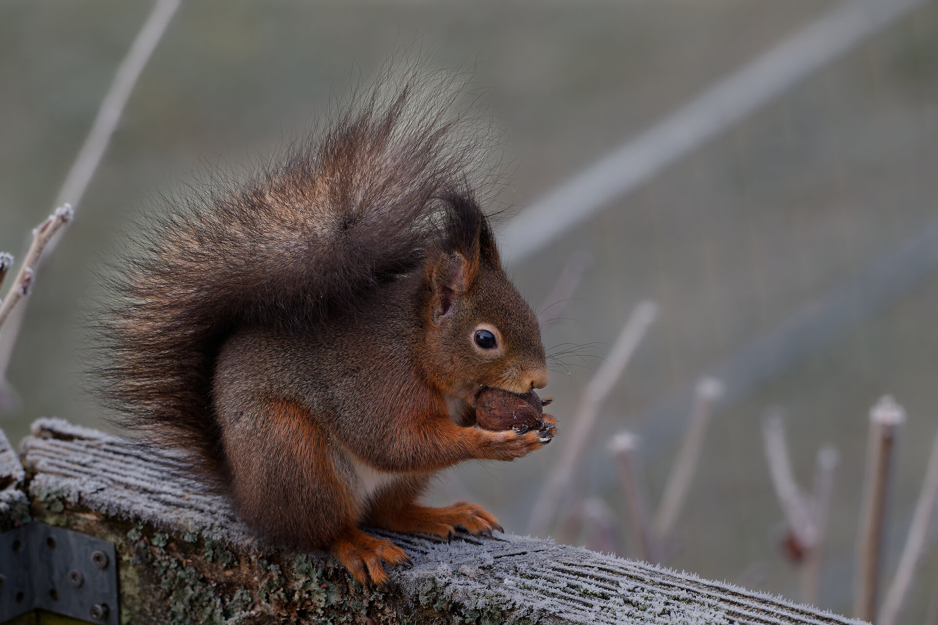 hörnchen 26.01.21.jpg